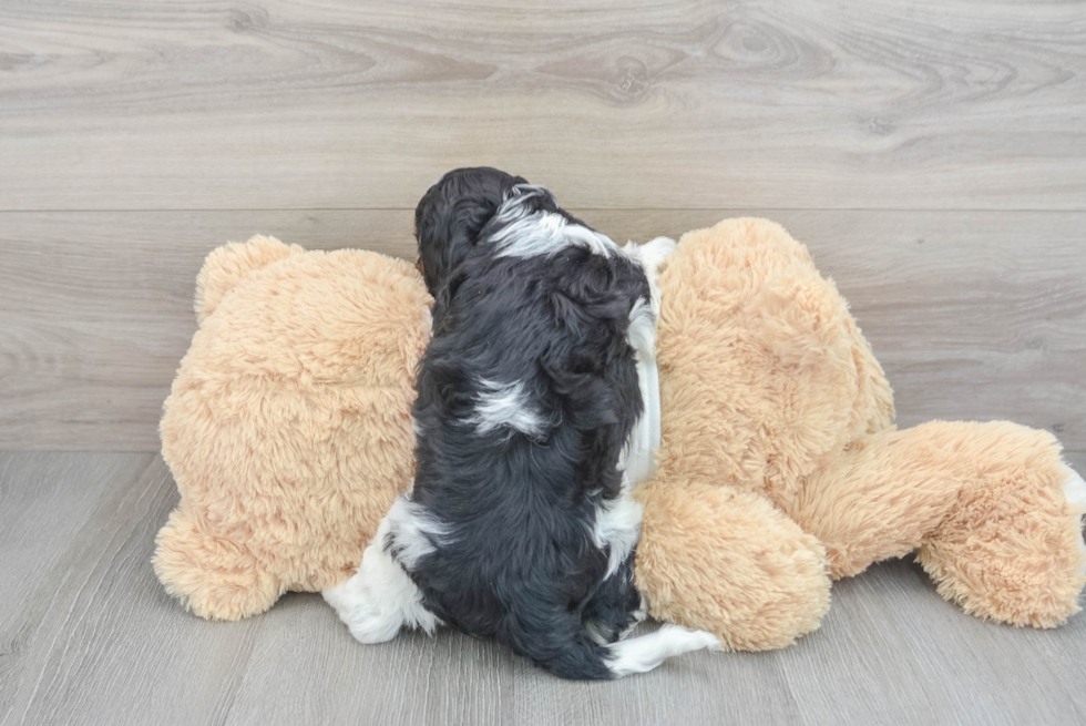 Petite Cockapoo Poodle Mix Pup