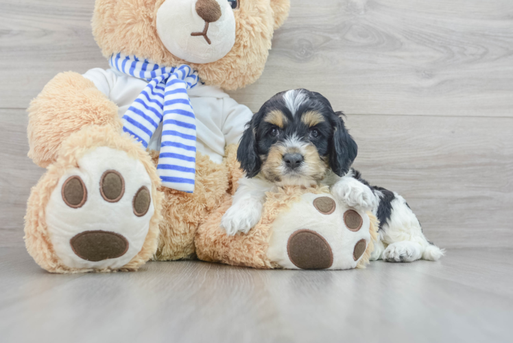 Cockapoo Puppy for Adoption