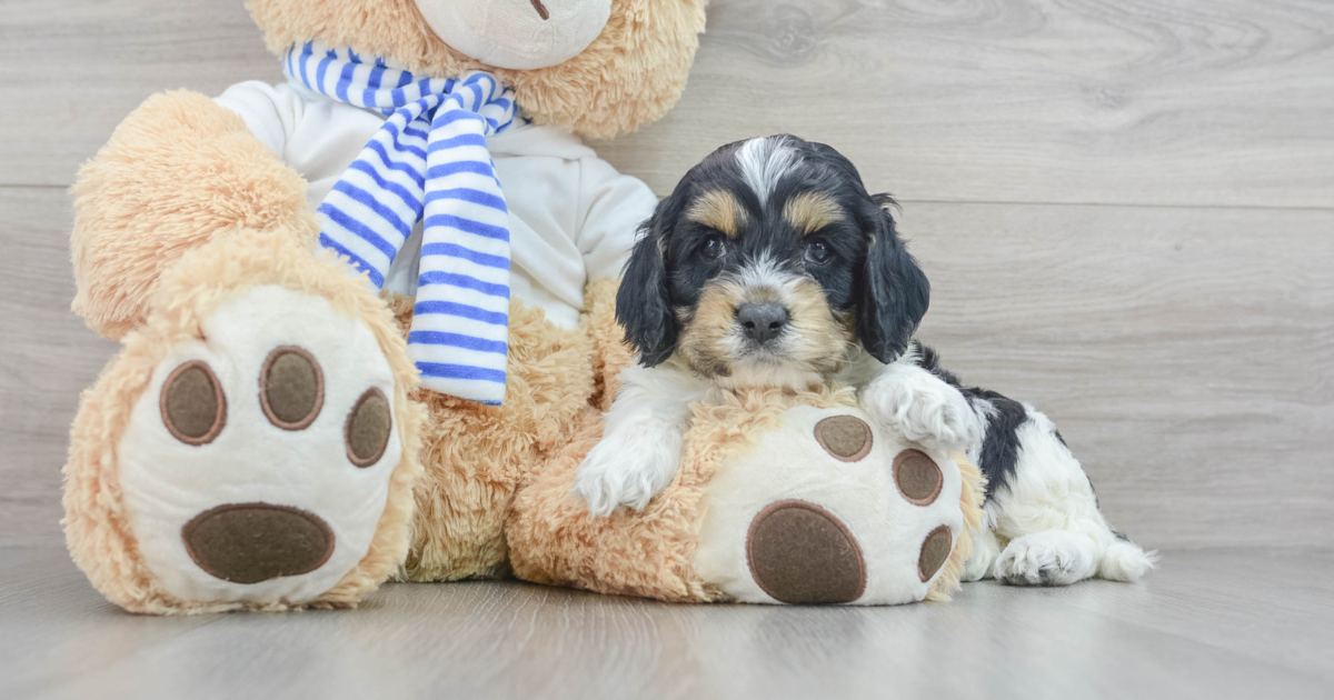 Small Cockapoo Kaboom: 7lb 6oz Doodle Puppy