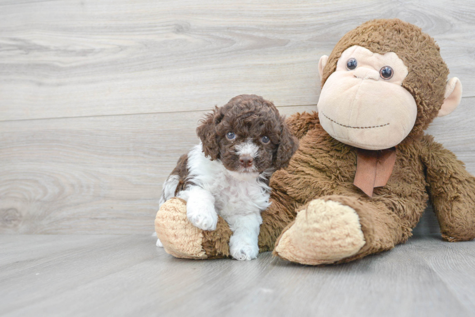Friendly Cockapoo Baby