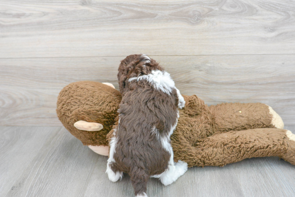 Cockapoo Pup Being Cute