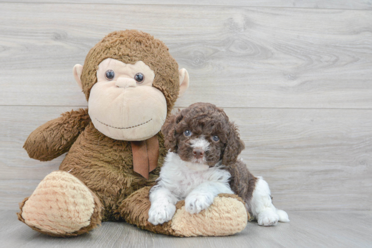 Cockapoo Pup Being Cute