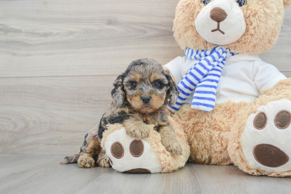 Cockapoo Puppy for Adoption