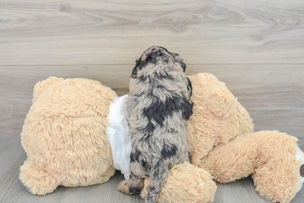 Cockapoo Pup Being Cute