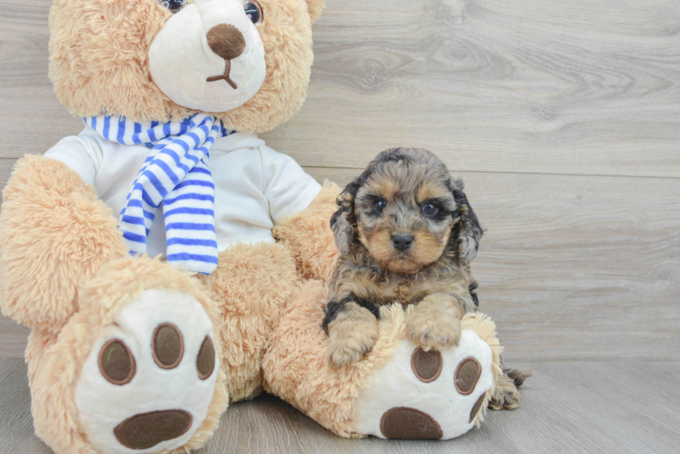 Petite Cockapoo Poodle Mix Pup