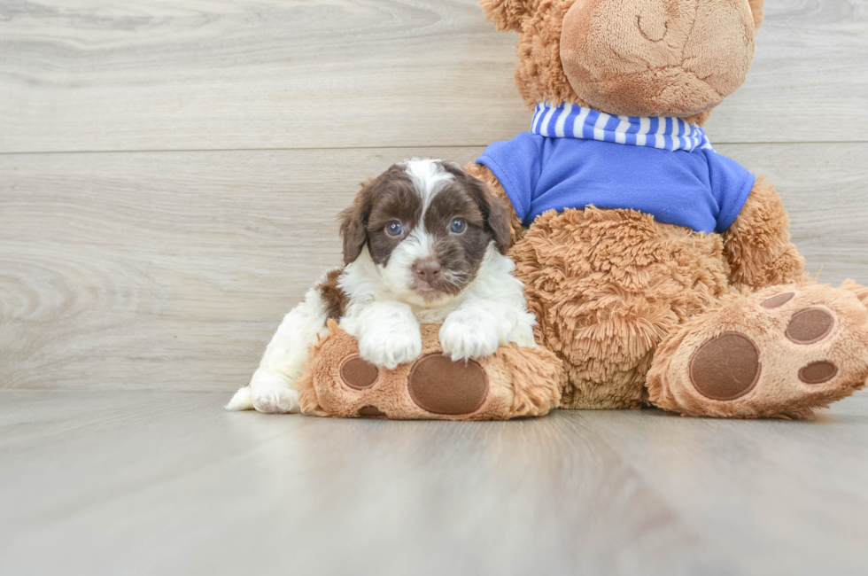 5 week old Cockapoo Puppy For Sale - Premier Pups