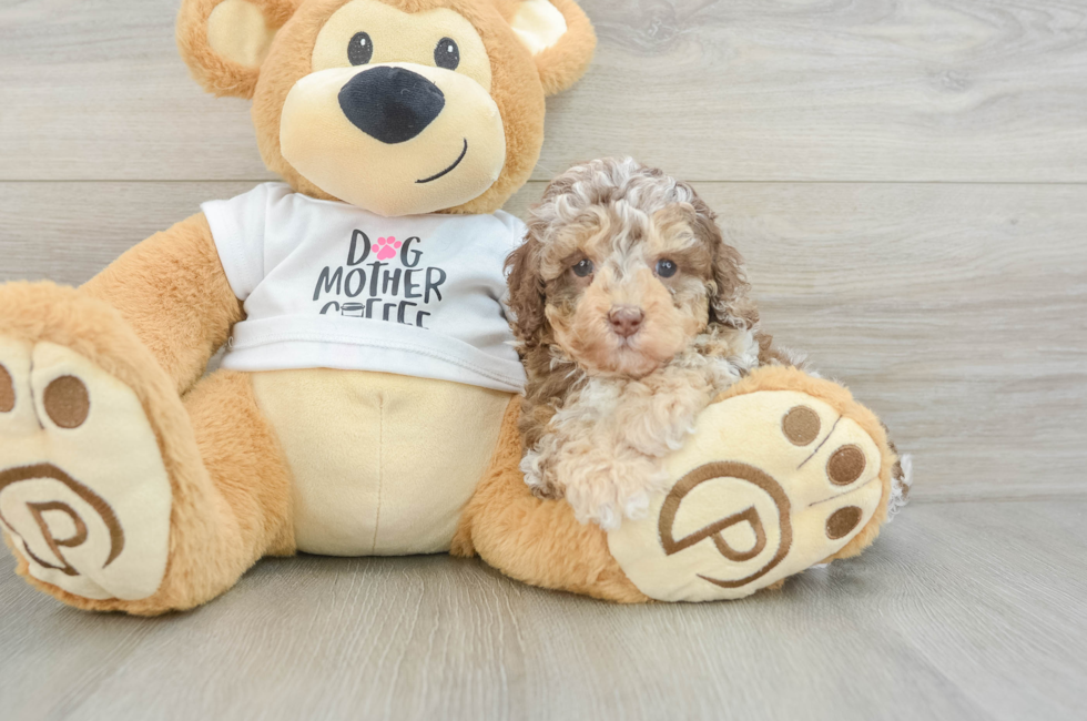 6 week old Cockapoo Puppy For Sale - Premier Pups