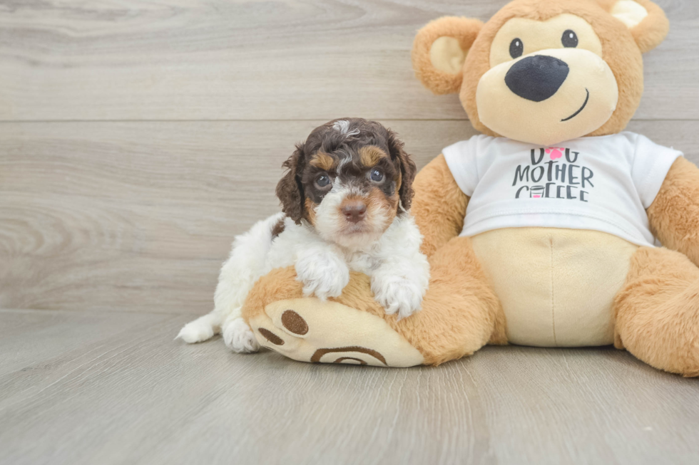 Small Cockapoo Baby