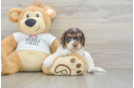 Cockapoo Puppy for Adoption