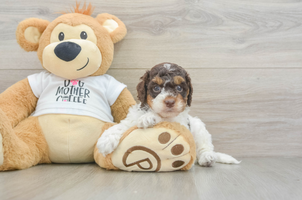 5 week old Cockapoo Puppy For Sale - Premier Pups