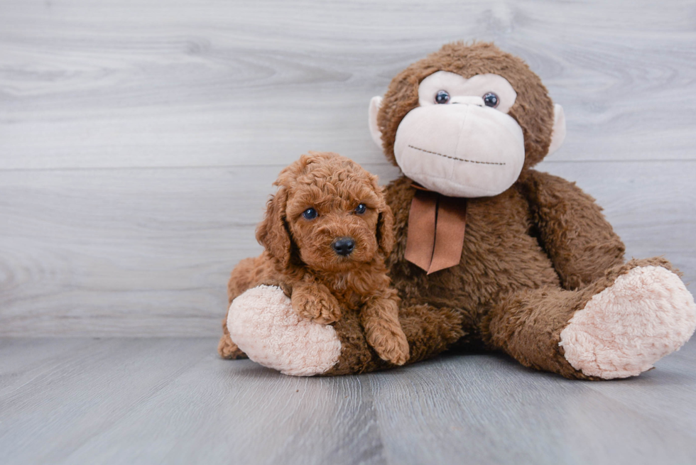 Friendly Cockapoo Baby