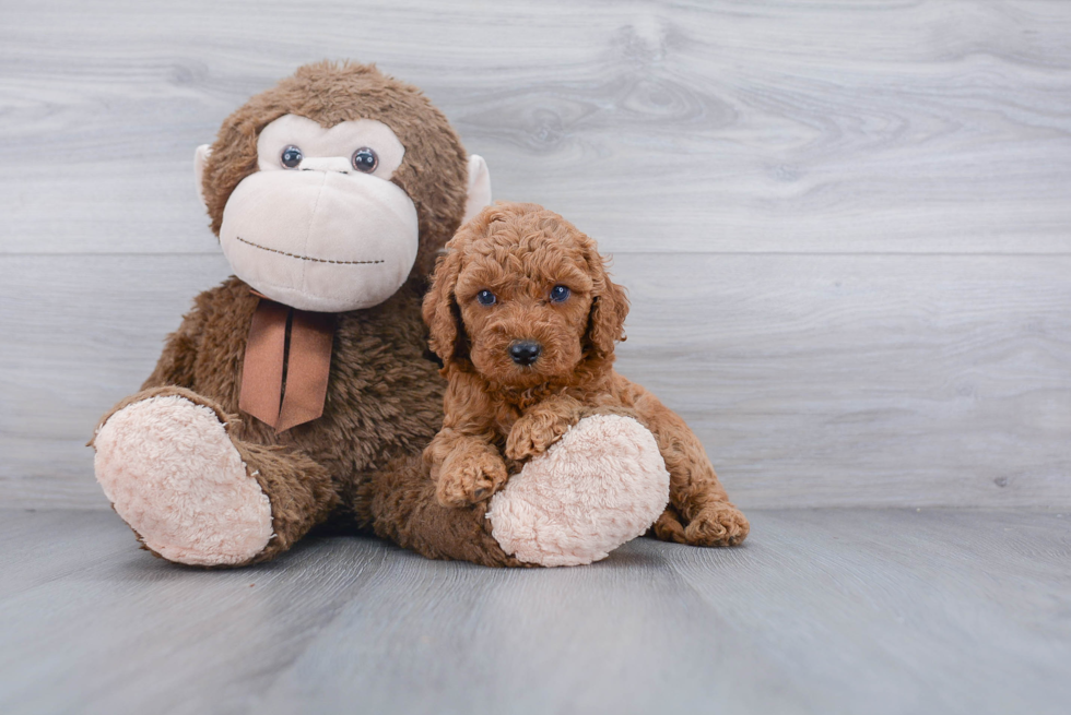 Cockapoo Puppy for Adoption