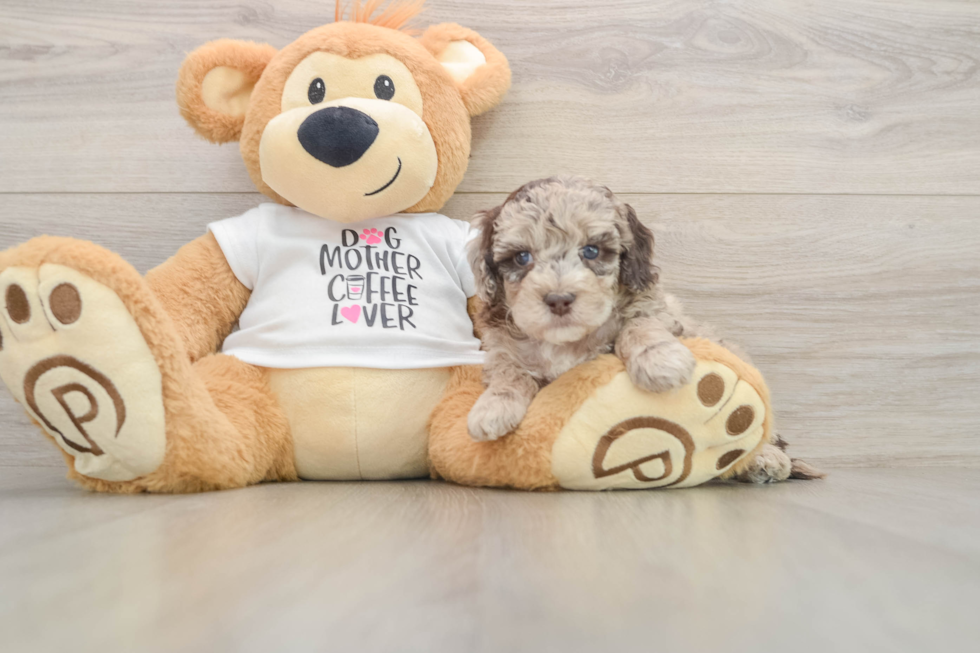 Cockapoo Puppy for Adoption