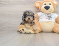 8 week old Cockapoo Puppy For Sale - Premier Pups