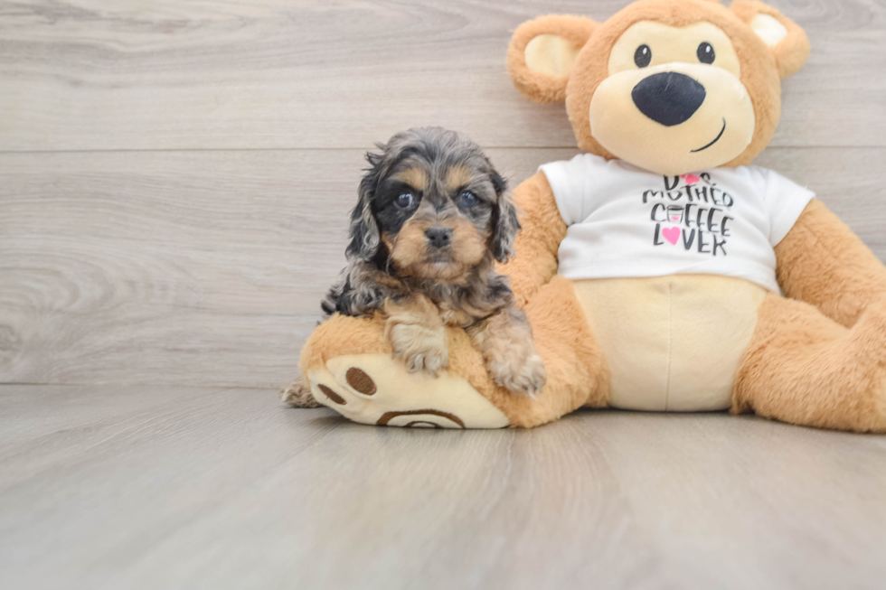Funny Cockapoo Poodle Mix Pup