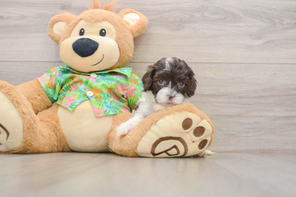 Popular Cockapoo Poodle Mix Pup
