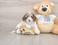 7 week old Cockapoo Puppy For Sale - Premier Pups