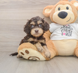 5 week old Cockapoo Puppy For Sale - Premier Pups