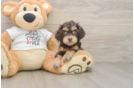 Funny Cockapoo Poodle Mix Pup