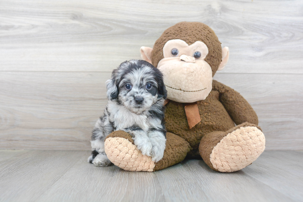 Small Cockapoo Baby