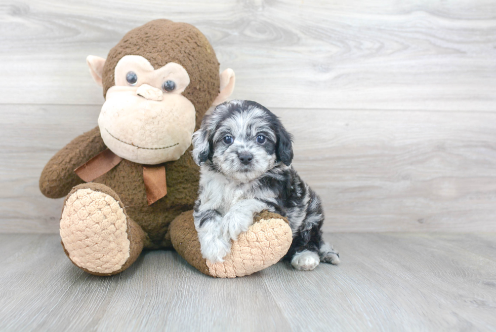 Cockapoo Puppy for Adoption