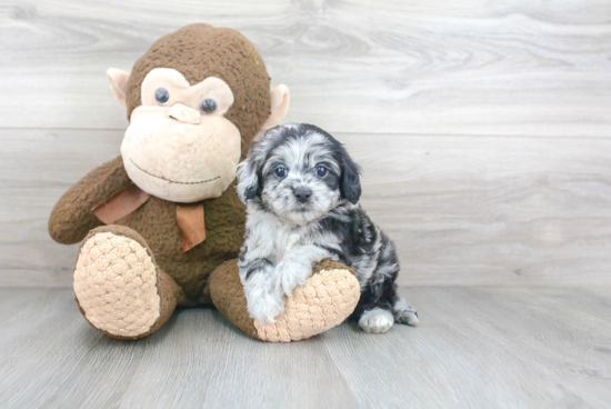 Cockapoo Puppy for Adoption