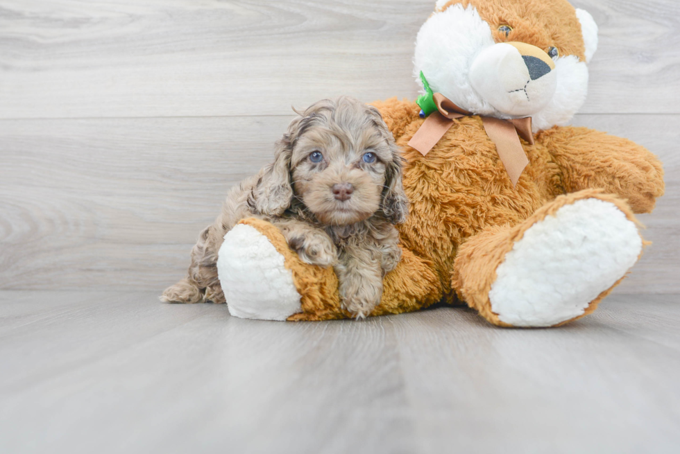 Happy Cockapoo Baby