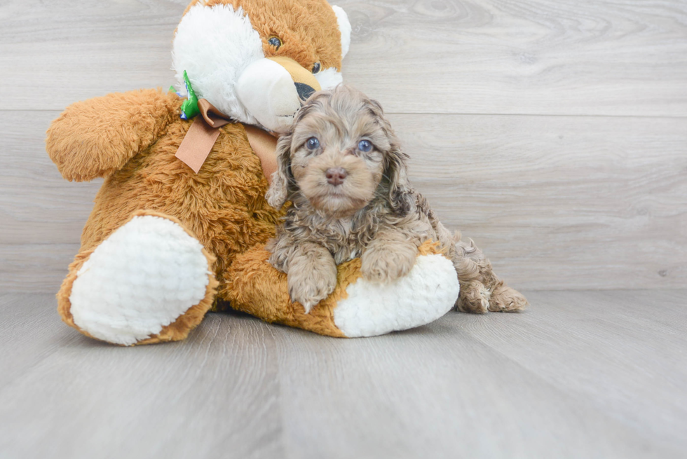 Best Cockapoo Baby