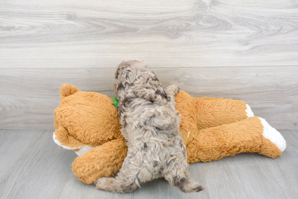 Cockapoo Pup Being Cute