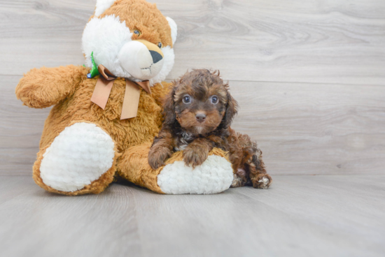 Cockapoo Puppy for Adoption