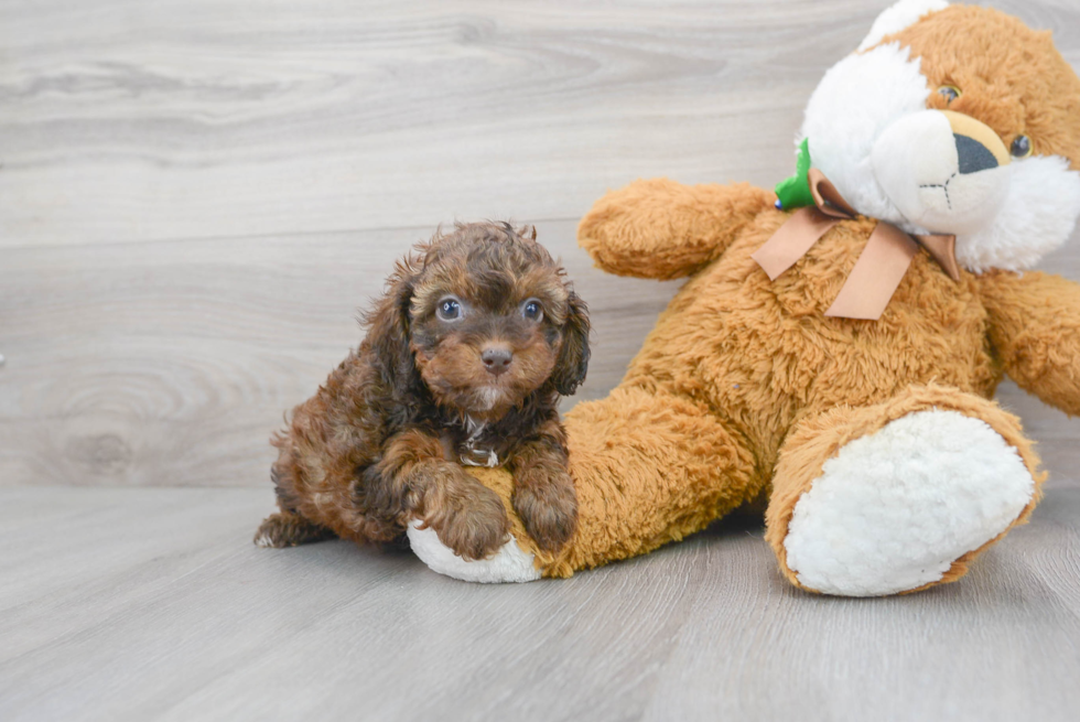 Best Cockapoo Baby