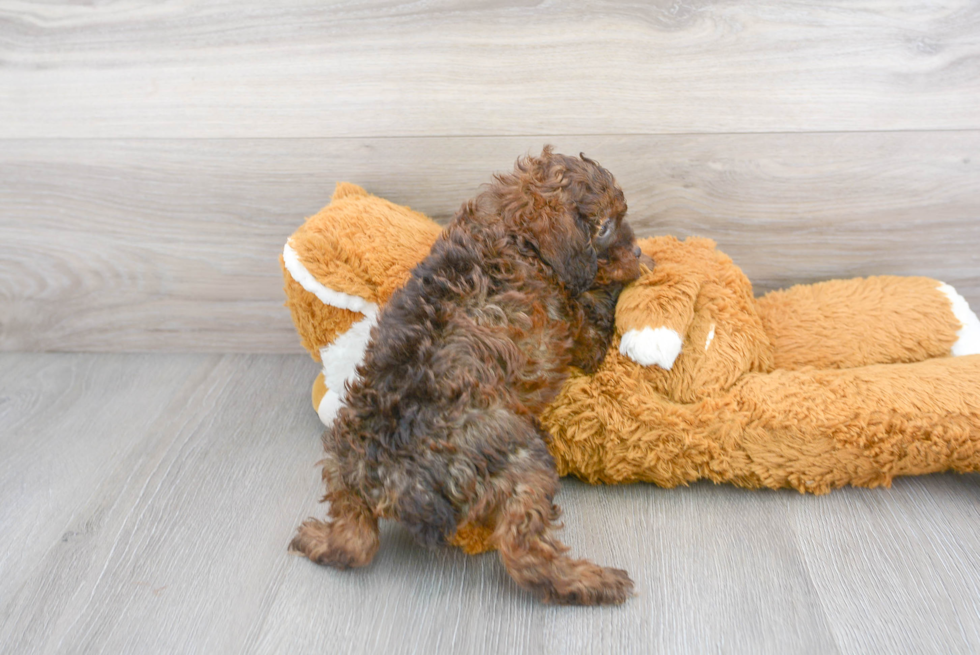 Fluffy Cockapoo Poodle Mix Pup