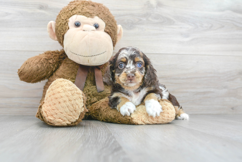 Fluffy Cockapoo Poodle Mix Pup