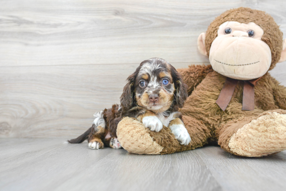 Fluffy Cockapoo Poodle Mix Pup