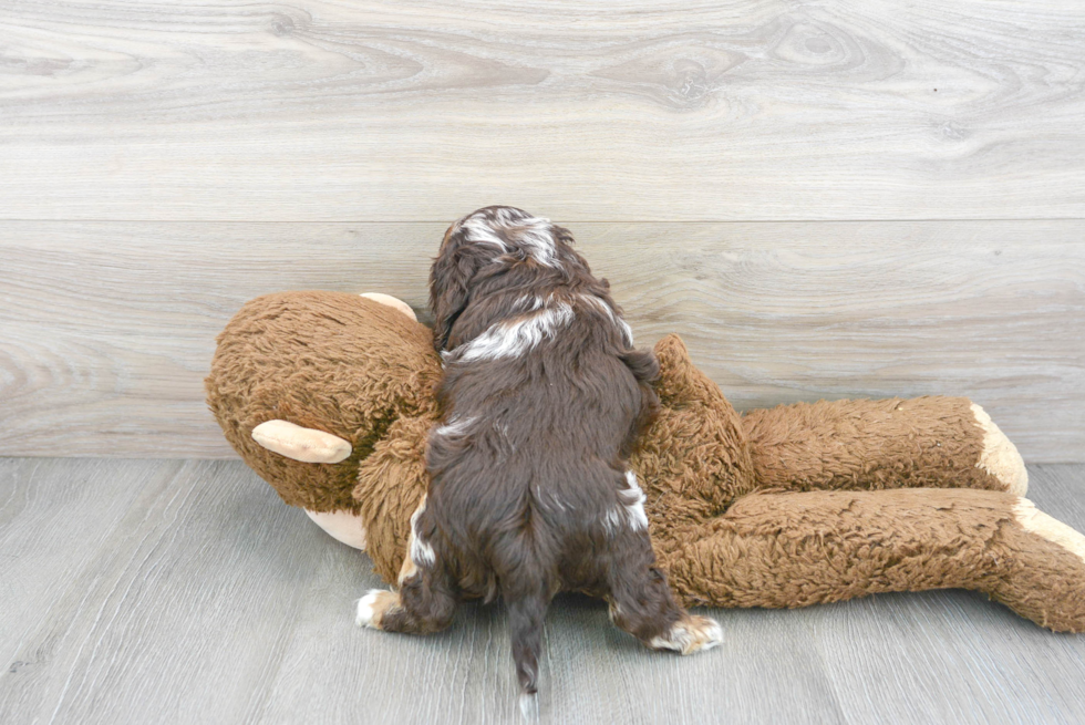 Best Cockapoo Baby