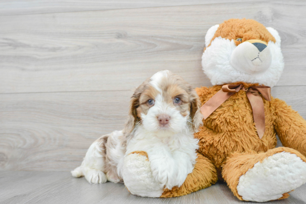 Cockapoo Pup Being Cute