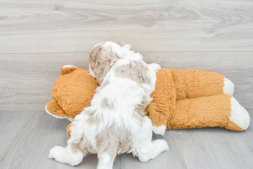 Funny Cockapoo Poodle Mix Pup