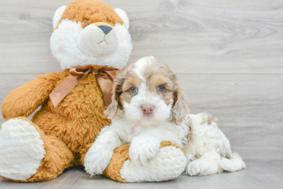 Friendly Cockapoo Baby