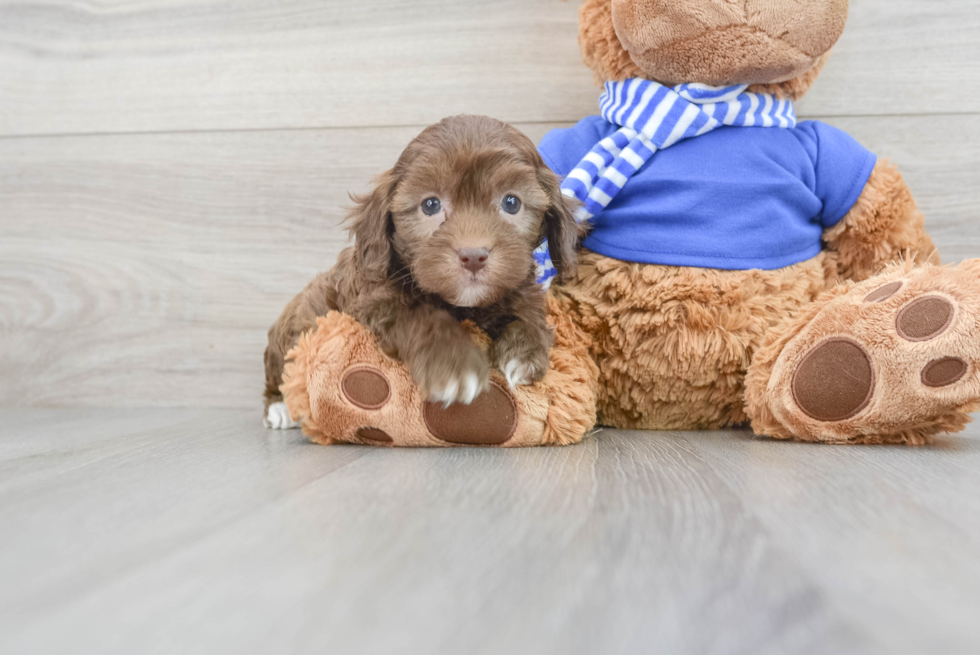 Sweet Cockapoo Baby