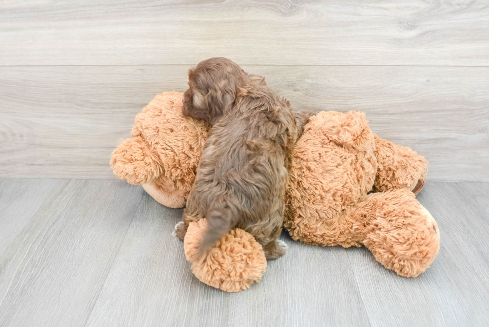 Friendly Cockapoo Baby