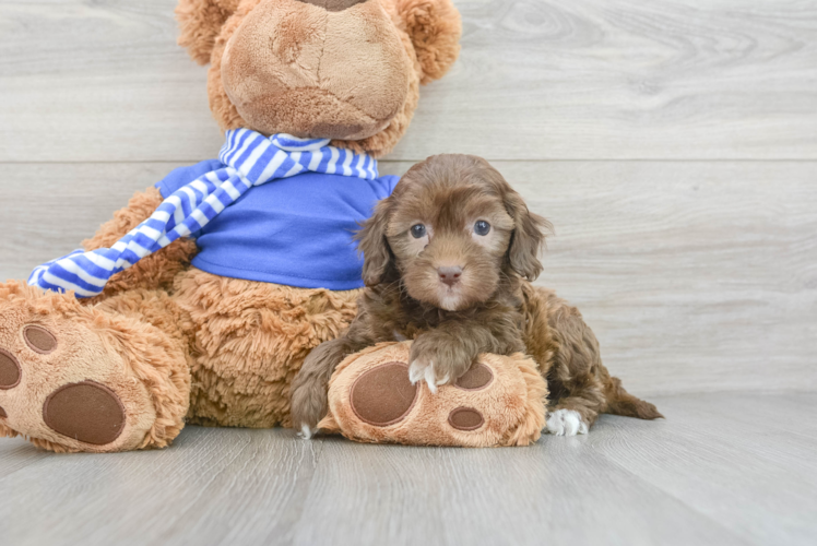 Best Cockapoo Baby