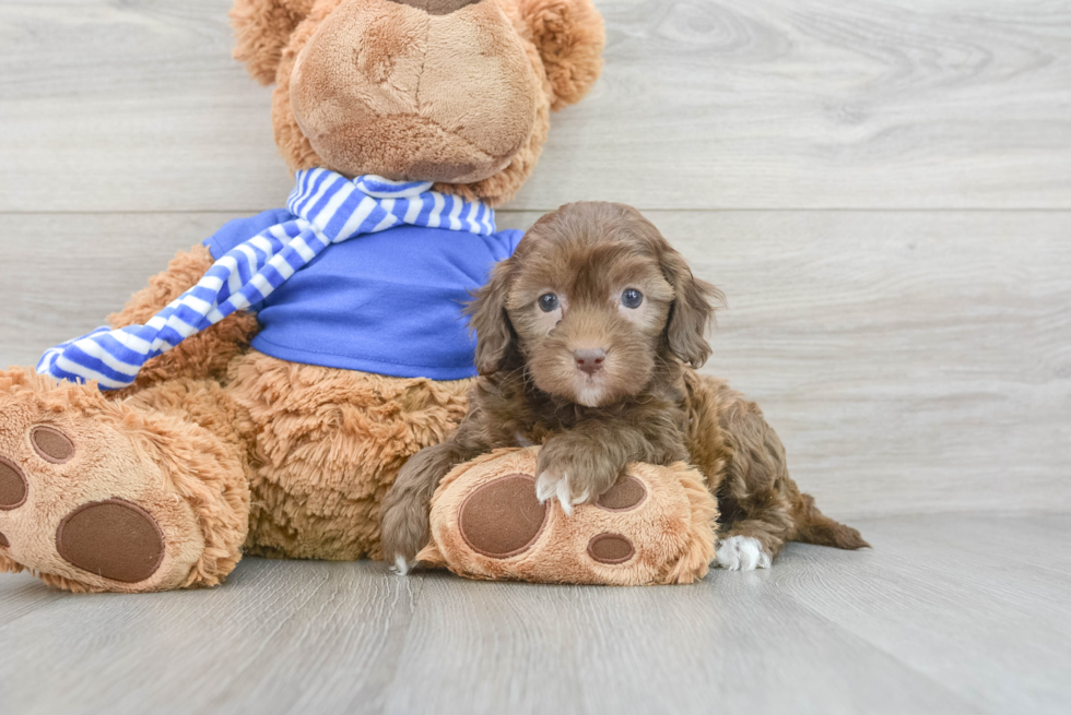 Best Cockapoo Baby