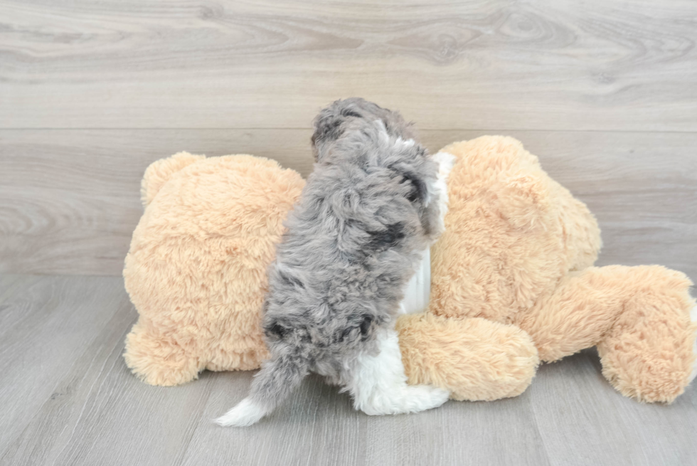 Little Cockerpoo Poodle Mix Puppy