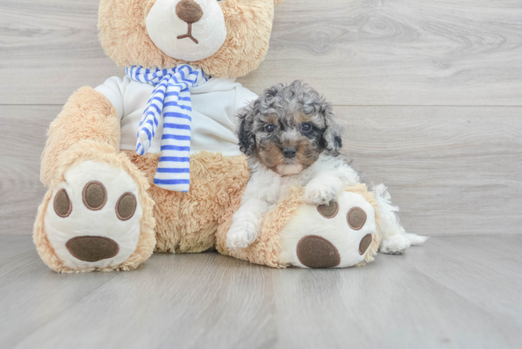 Little Cockerpoo Poodle Mix Puppy