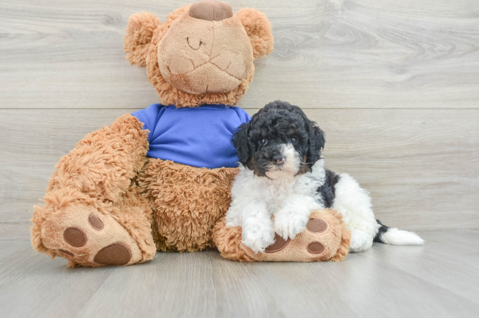 7 week old Cockapoo Puppy For Sale - Premier Pups