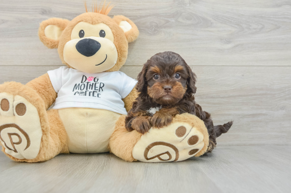 6 week old Cockapoo Puppy For Sale - Premier Pups