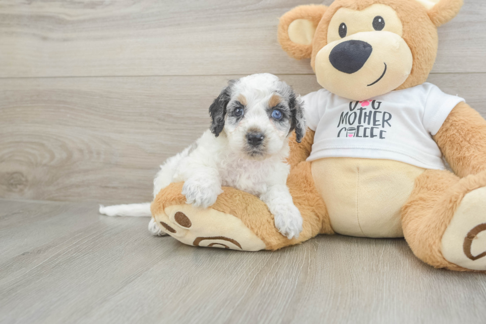 Energetic Cocker Doodle Poodle Mix Puppy