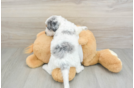 Adorable Cocker Doodle Poodle Mix Puppy