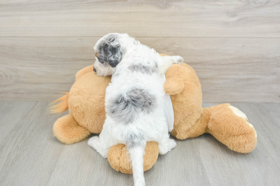 Adorable Cocker Doodle Poodle Mix Puppy