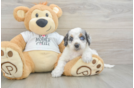 Cockapoo Puppy for Adoption